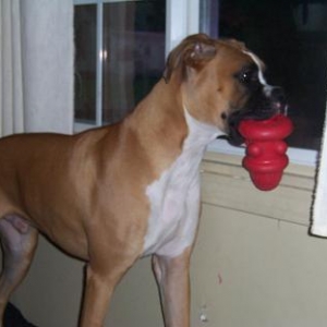 Guarding the window and chewing, his two fav things!