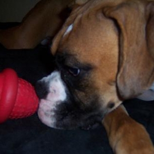 Favorite toy