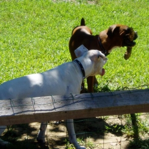Corni and Carson playing with their tree limb