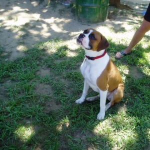 Max sitting nice at the doggie park