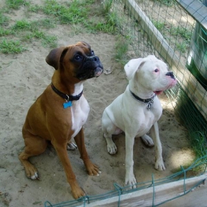 Carson and Corni sitting nice at the park