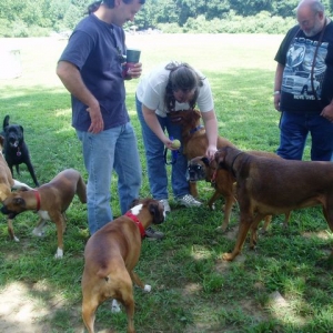 Boxer Bash CT