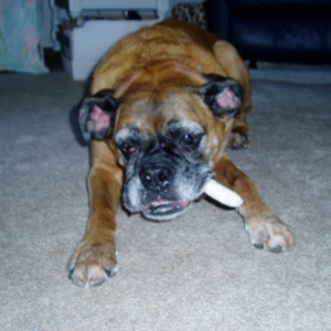 She really likes her raw hide