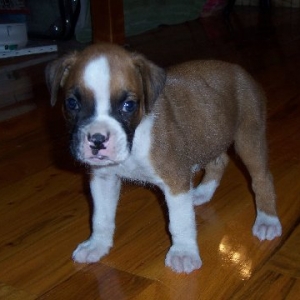 newpup1-1