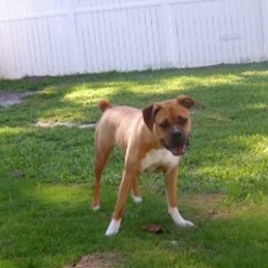 Gingeryard006