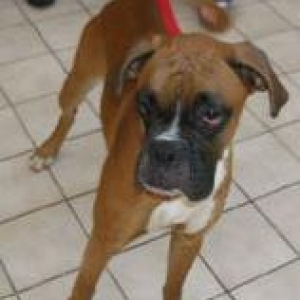 Domino, at the shelter when we first met!