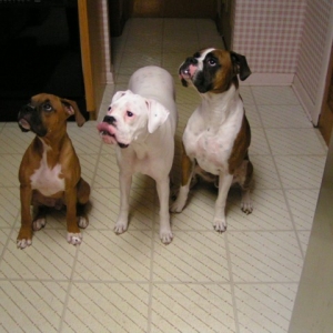 Little Bit, Tyson, and Duke waiting for some cake