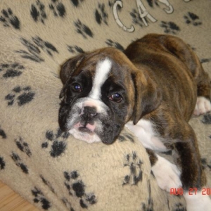 Introducing Nelly