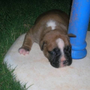 Leo at 2 weeks
