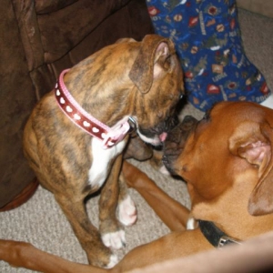 Doggie Luv!