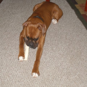 Xander and the big bone!