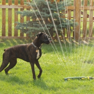 Sprinkler