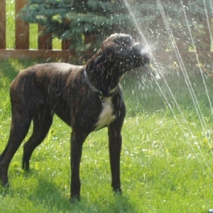 Sprinkler