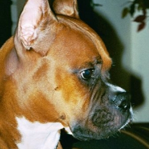 Cisco's Profile