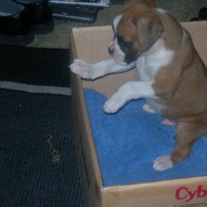 New Pup home still no name