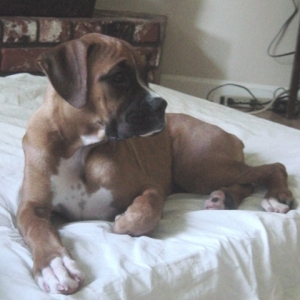 Darla, Approx 14 weeks old