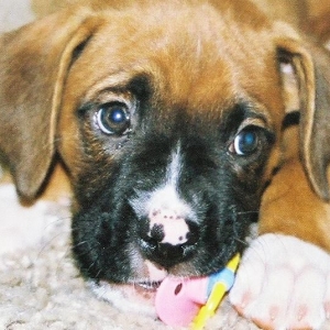 Duke and his passie!