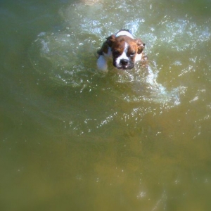 Rocky's first swim lesson