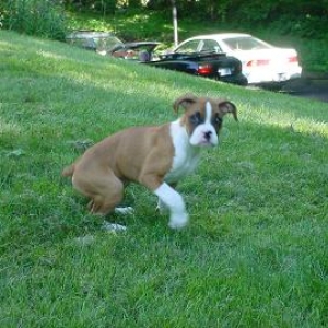 floppy ears