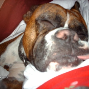 God I love this dog