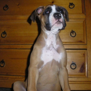 Big Boy
