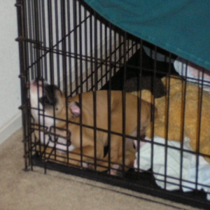 Sleeping in Crate