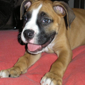 Boxer face almost looks like pit