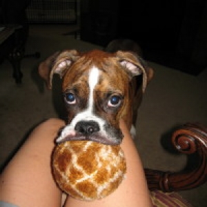 mojo ball