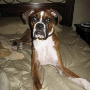 mojo bed