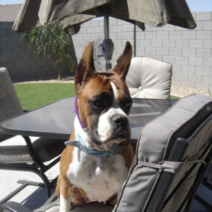duchinchair