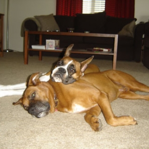 dukeandduch