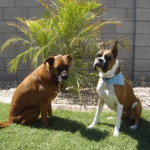 dukeandduch4