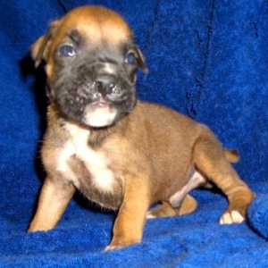 Orion at 4 weeks