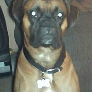 New Collar