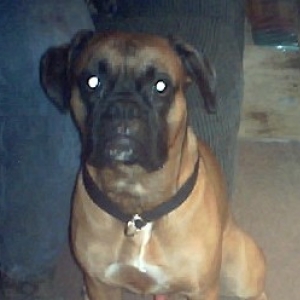 Samson 3 yrs