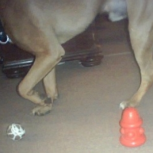 MORE TOYS!