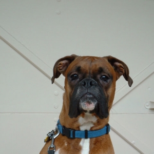 Samson