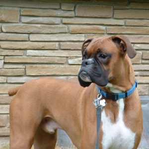 Samson