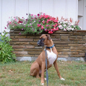Samson