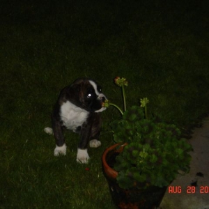 Nice Flowers
