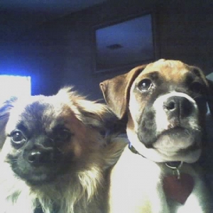 Tiger and Paris