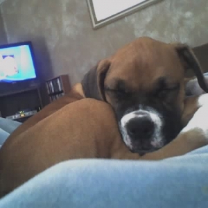 Paris sleeping on Daddy's blanket