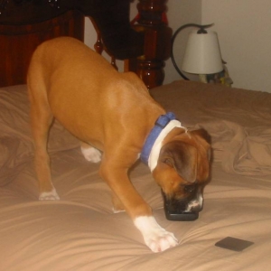 Paris eating remote