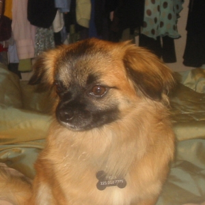 Paris' best friend Tiger (long hair chihuahua)