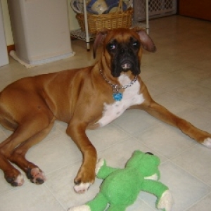 brutus and froggie