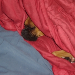 Brutus catching some zzzzzzz's
