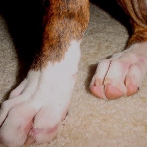paw1