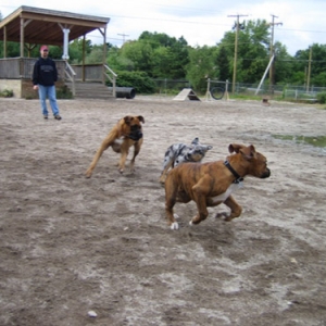 Dog Park