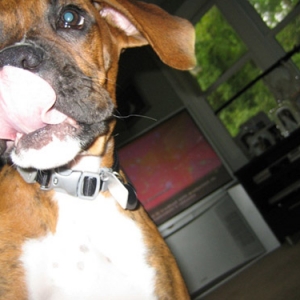 He's all tongue!