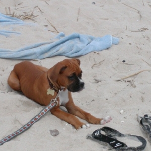 sandy
